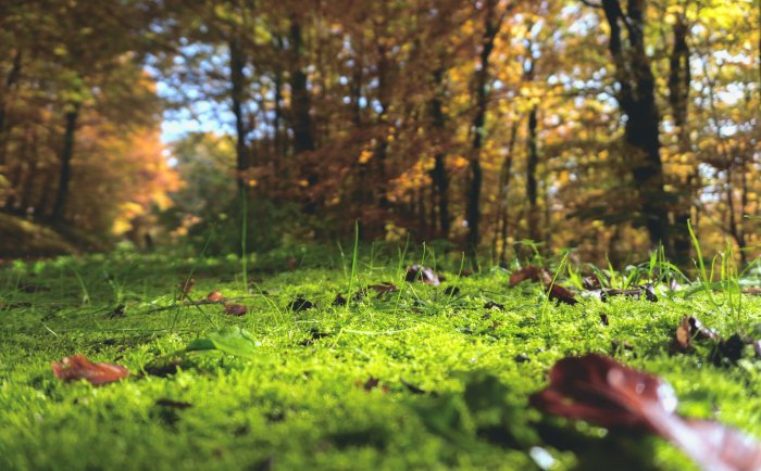 Mossy forest floor with autumn leaves
