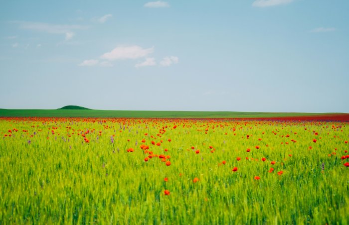 Field of poppies and wheat under a blue sky