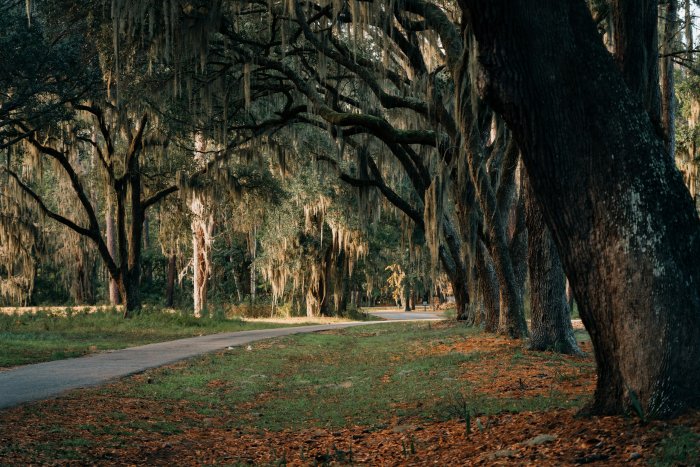 Spanish moss-draped oak trees line a path