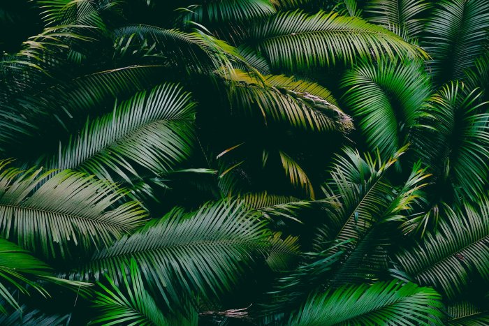 Dense Green Palm Fronds