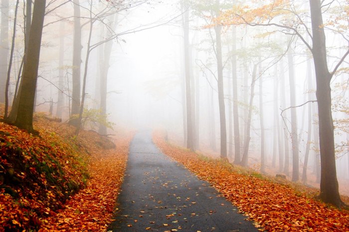 Foggy forest road in autumn with fallen leaves