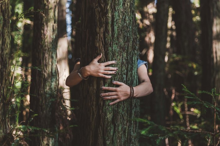 Person hugging a tree in a forest