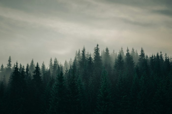 Misty Pine Forest