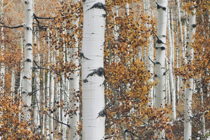 Aspen trees with autumn leaves