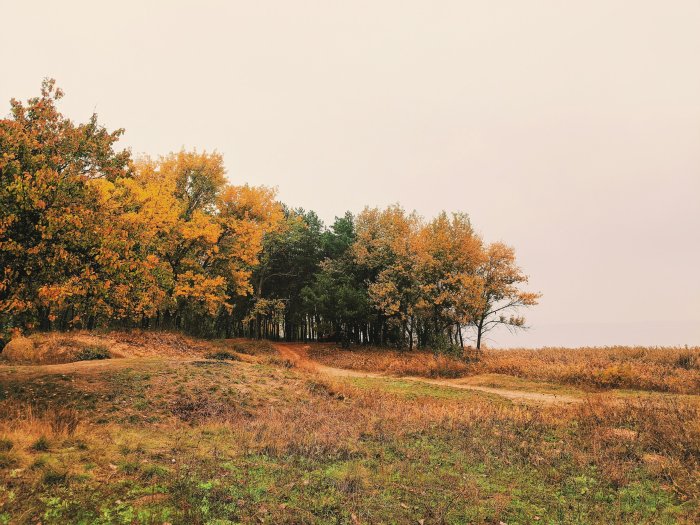 Autumn forest edge with a path and a lake