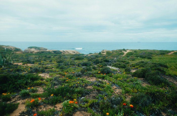 Coastal landscape with wildflowers and ocean view