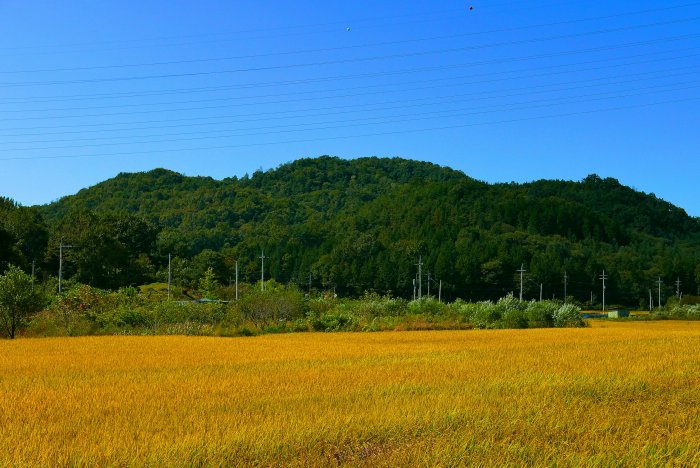 Golden rice field before a lush green mountain