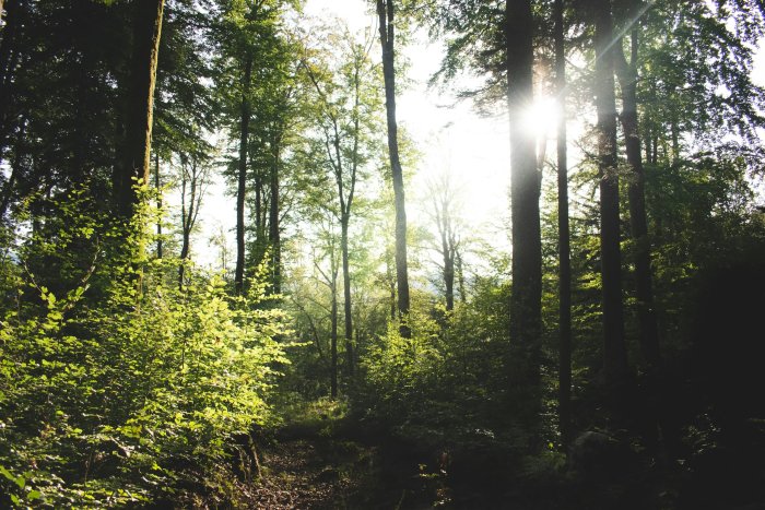Sunlight filtering through a lush forest canopy