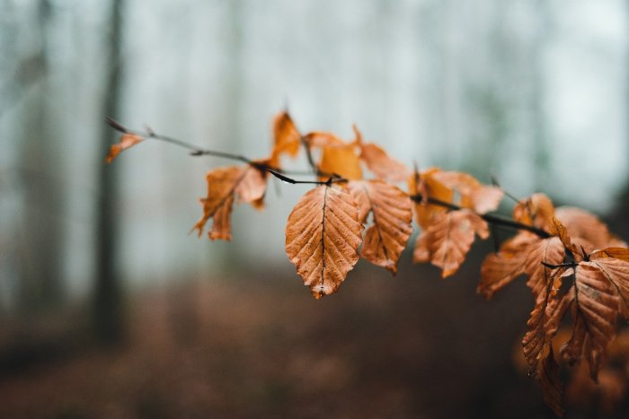 Autumn leaves on a branch in a misty forest