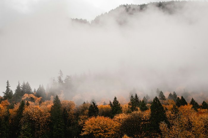 Autumn forest shrouded in fog