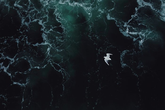 Seagull flying over dark ocean waves