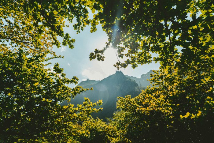 Sunlight through lush green trees overlooking a mountain peak