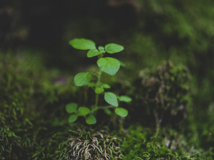 Small green plant growing from moss