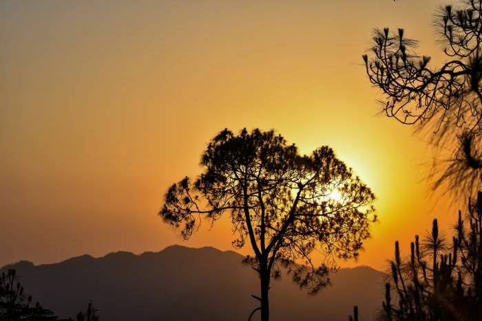 Silhouette of a pine tree against a sunset sky