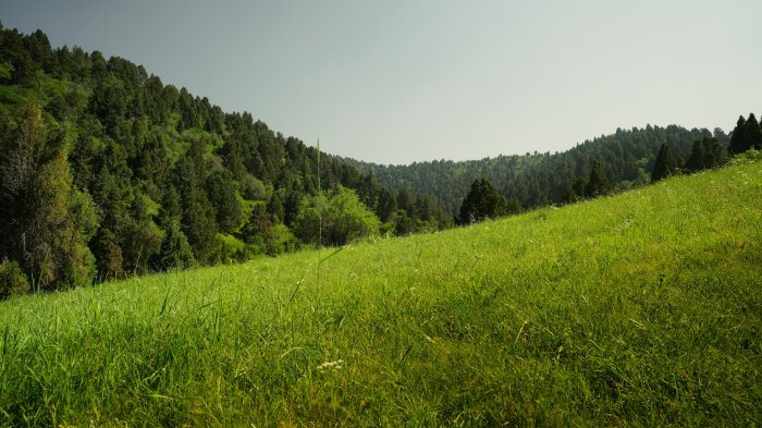 Grassy hill slopes towards a lush green forest