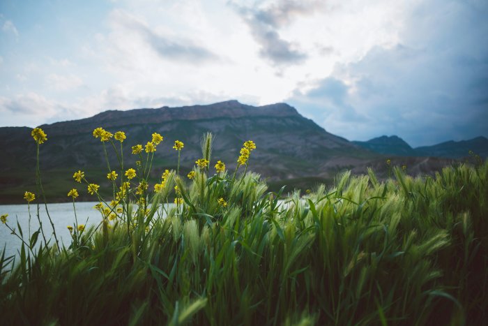 Yellow wildflowers and tall grass by a lake with mountains