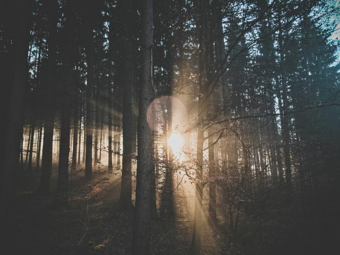 Sunbeams through a dark forest