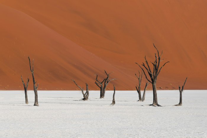 Dead trees in Deadvlei against a sand dune