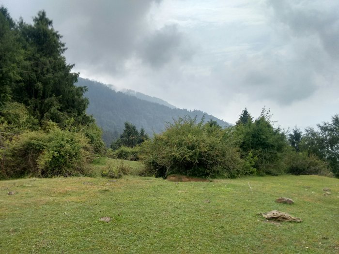 Grassy field with trees and misty mountains