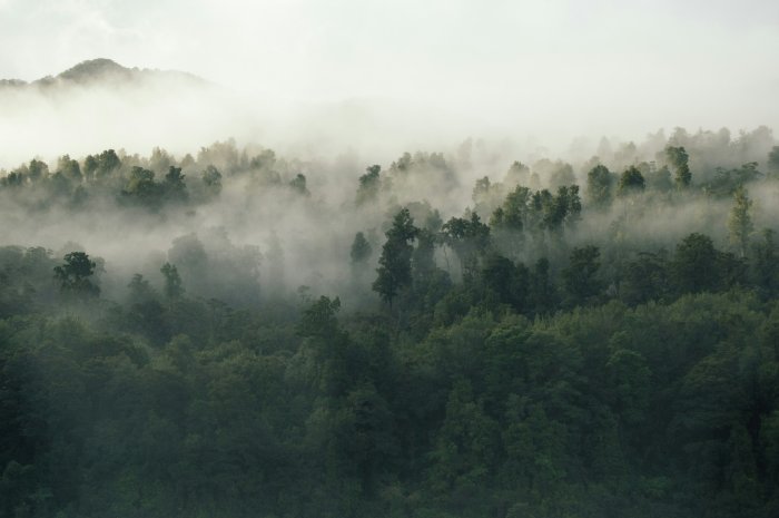 Misty forest canopy with distant mountains