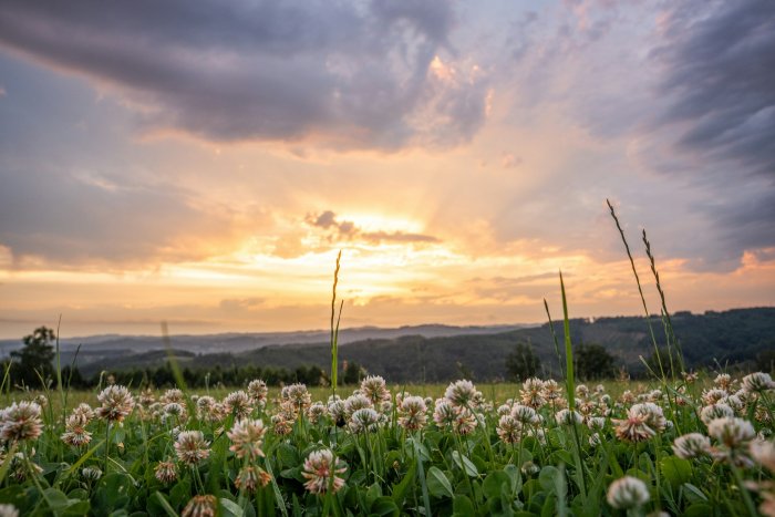 Field of white clover flowers at sunset