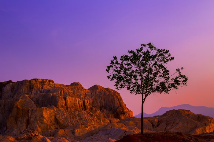 Lone tree on rocky terrain at sunset