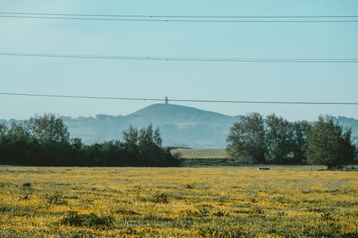 Field of yellow flowers with Glastonbury Tor in distance