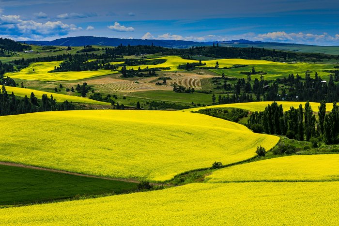 Rolling hills of yellow flowers under a blue sky