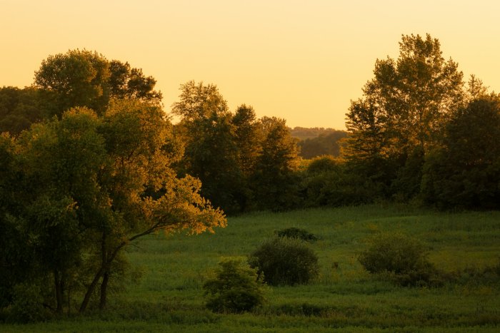Golden Hour Over a Lush Green Meadow and Trees