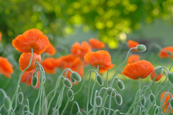 Orange poppies in a field with green buds