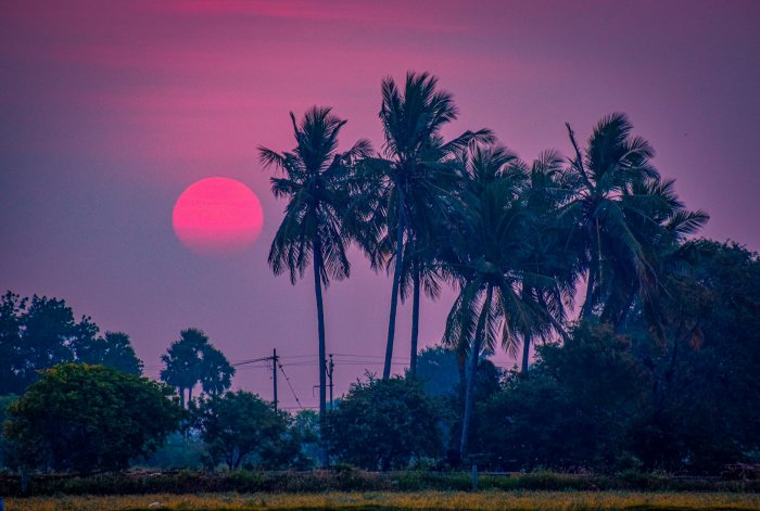Pink sunset over palm trees and fields