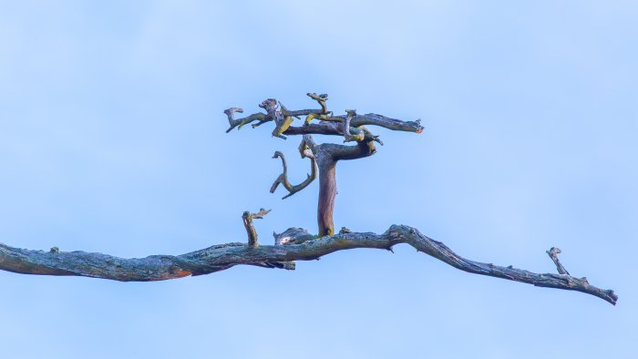 Twisted branches against a clear blue sky