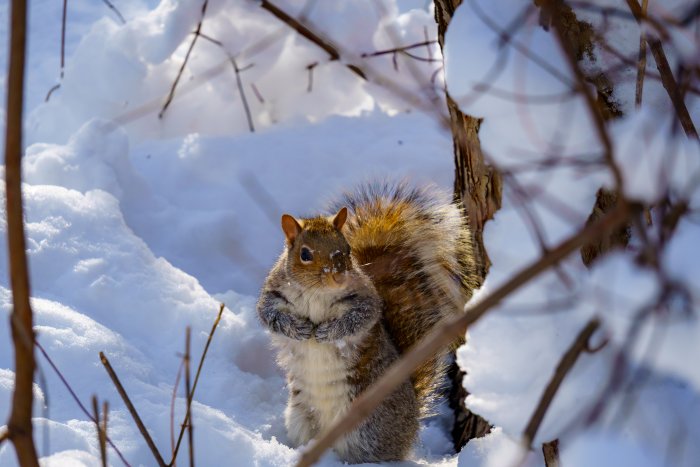Squirrel in the snow
