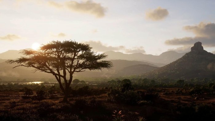 African savanna landscape at sunrise with acacia tree