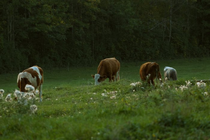 Cows grazing in a grassy field at dusk