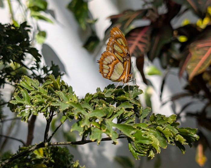 Malachite butterfly on green leaves