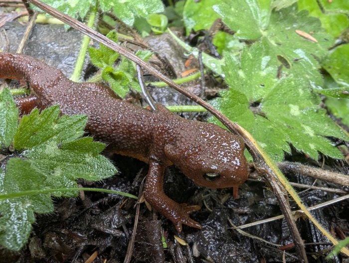 Brown newt on wet forest floor with green leaves