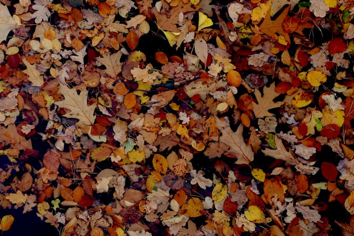 Autumn leaves floating on dark water