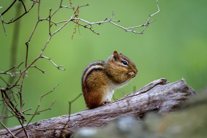 Chipmunk eating on a log with branches