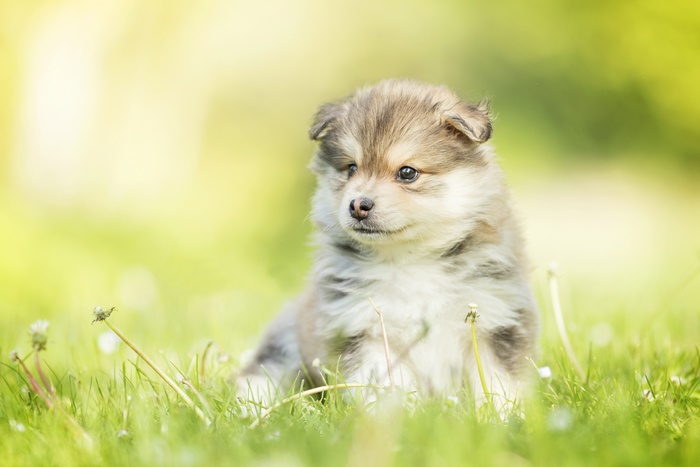 Puppy 4K, Finnish Lapphund, Baby Animal