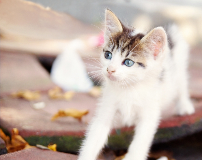 A cute kitten with blue eyes stretches