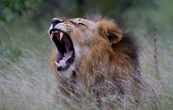 Lion yawning in tall grass