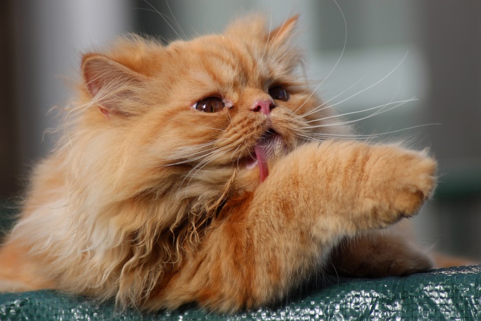 Orange Persian Cat Licking Paw