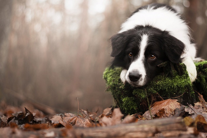 Border Collie resting on mossy stump in forest