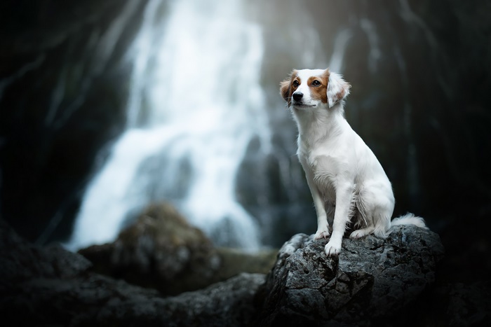 Dog sitting on a rock in front of a waterfall