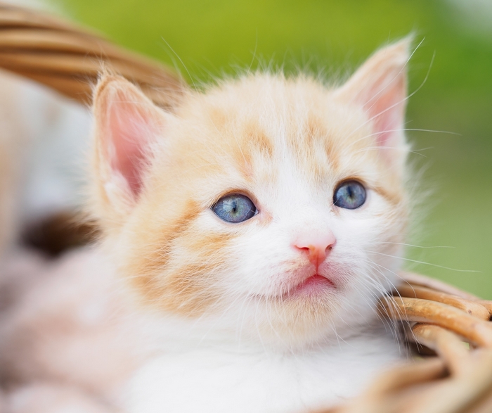 Close-up of a ginger and white kitten with blue eyes