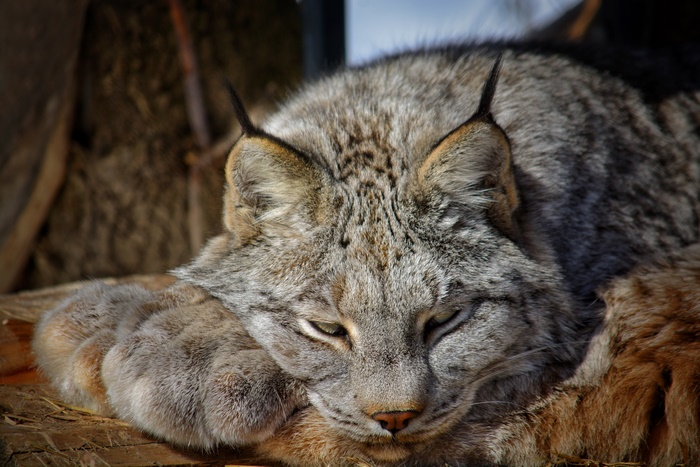 Lynx resting in sunlight