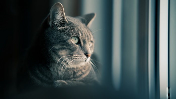 Gray tabby cat looking out a window
