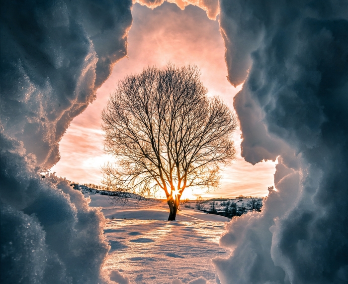 Tree in a snowy landscape at sunset