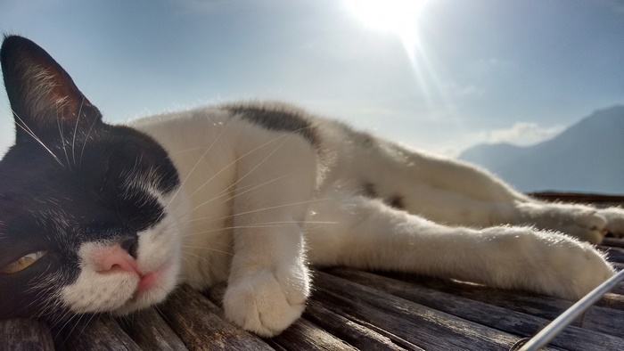 Black and white cat lying on wooden surface